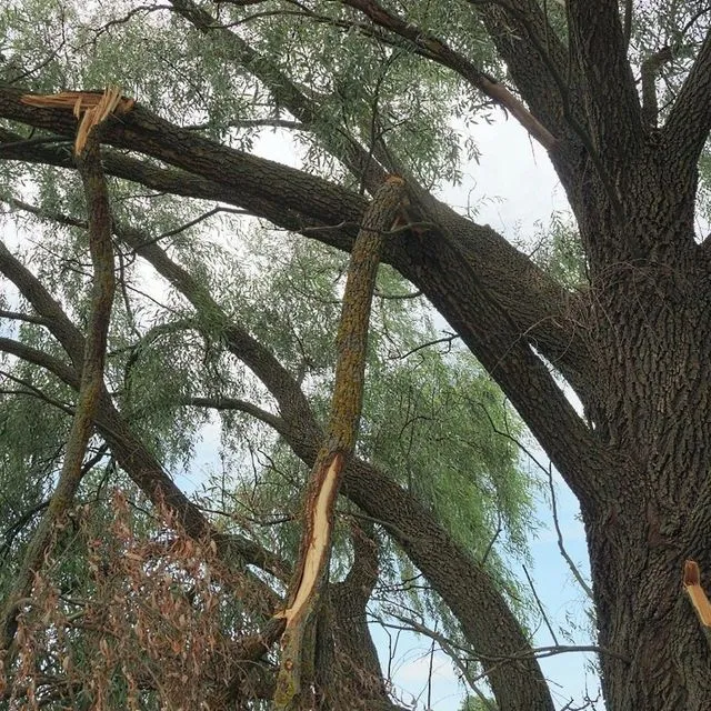 thumbnail for publication: Assessing Hurricane-Damaged Trees and Deciding What to Do